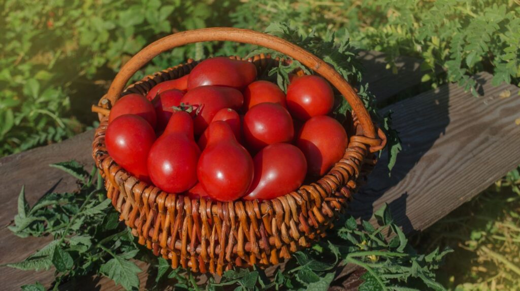Red Pear Tomatoes Basket