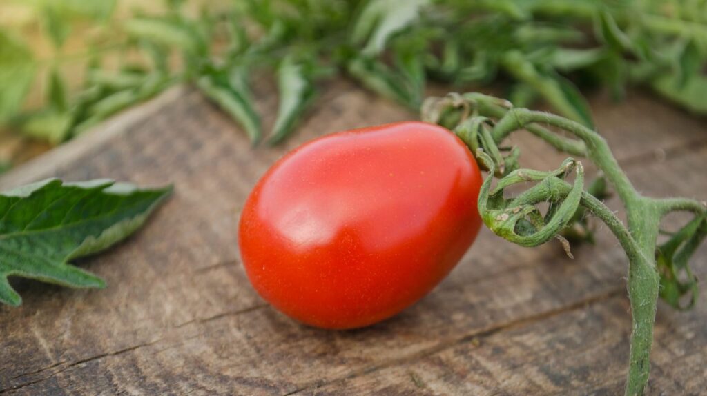 Single Red Pear Tomato